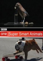 Гении из царства животных — Super smart animals (2012)